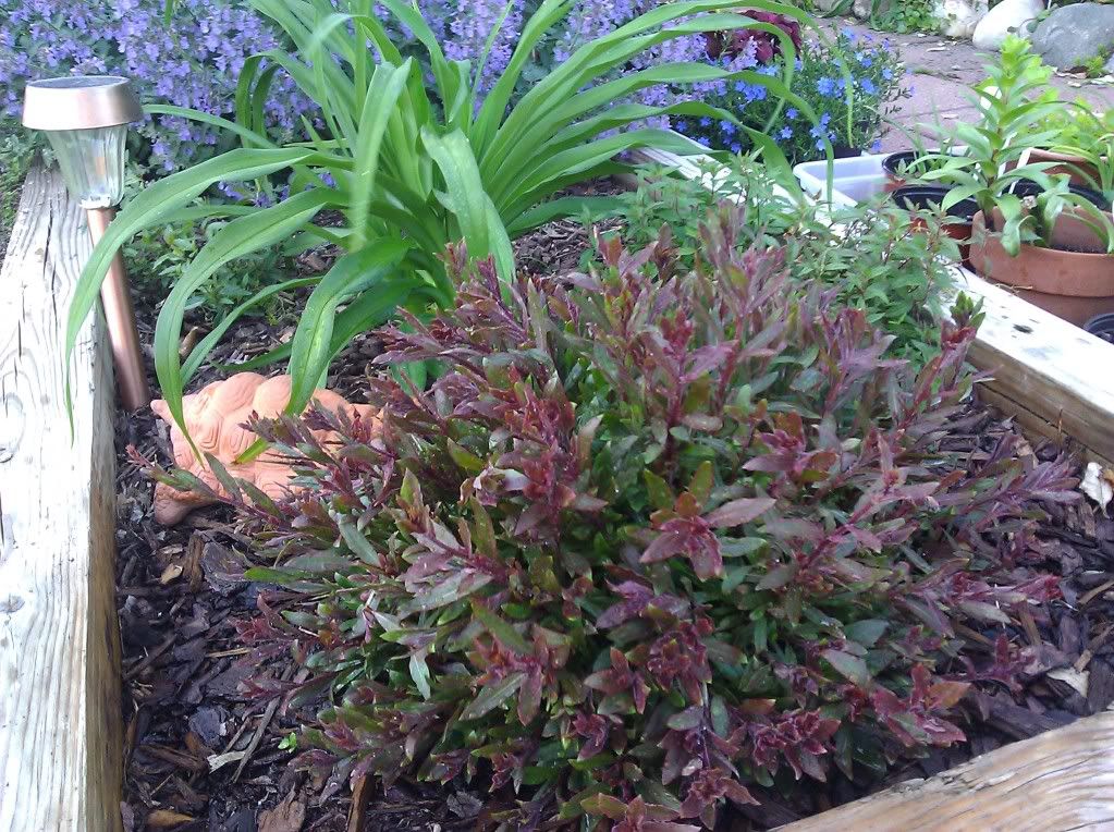  photo IMG_20110509_172557.jpg