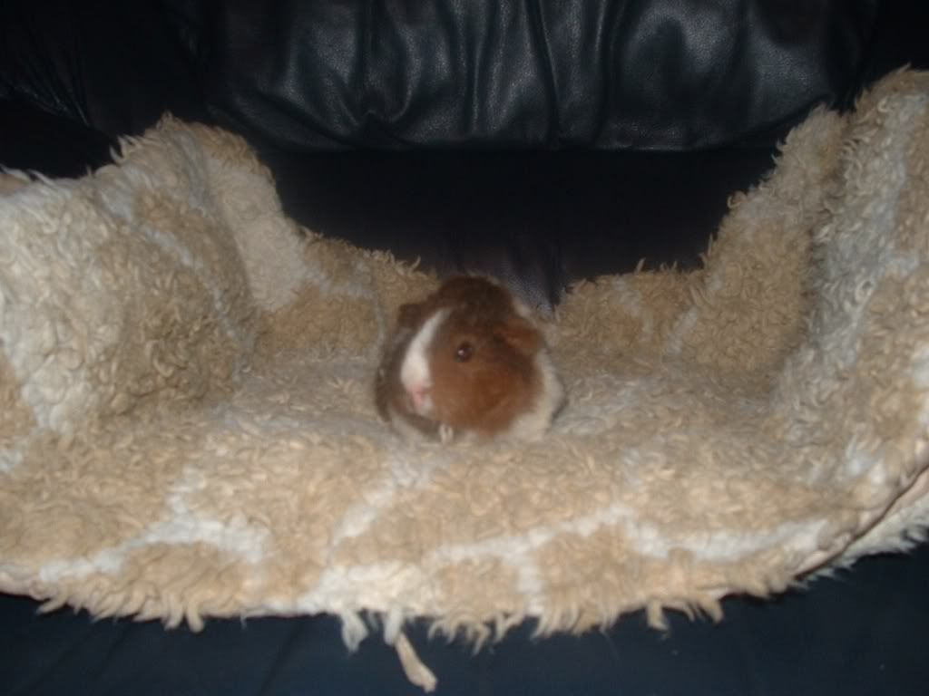 Lakeland carrier Boar Guinea Pig & Golden Agouti/White Guinea Pig
