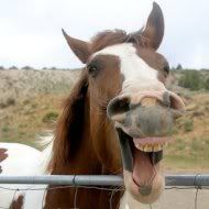 horse smile photo: horse happy-horse.jpg