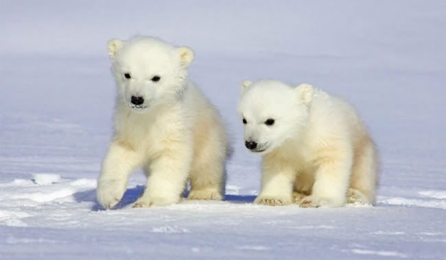 babypolarbears.jpg