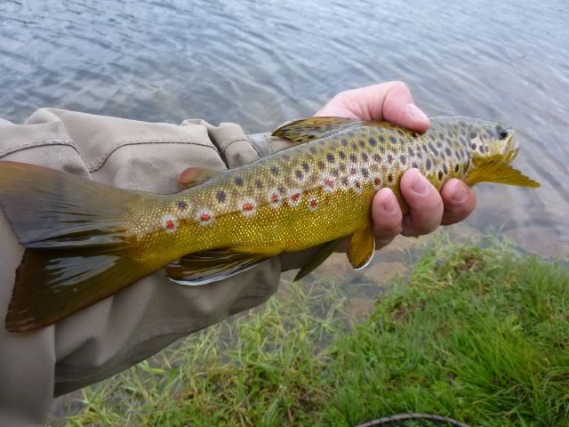 fishinscotland,fishing,scotland,brown trout,fly fishing,Orkney