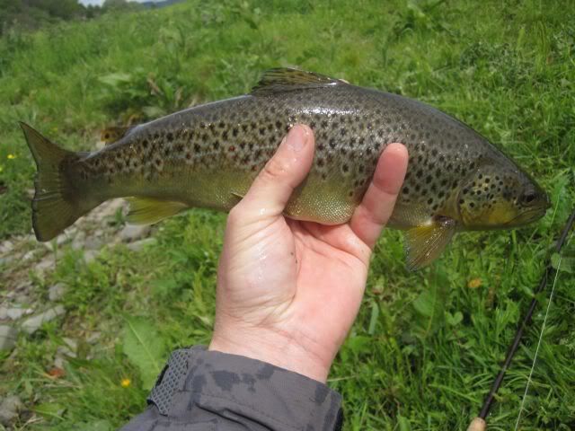 fishinscotland,scotland,fishing,brown trout,fly fishing,river fishing