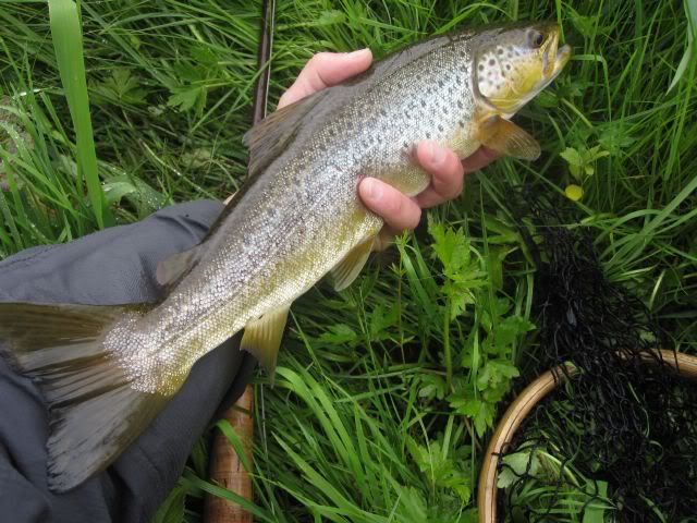 fishinscotland,fishing,scotland,brown trout,fly fishing,river trout