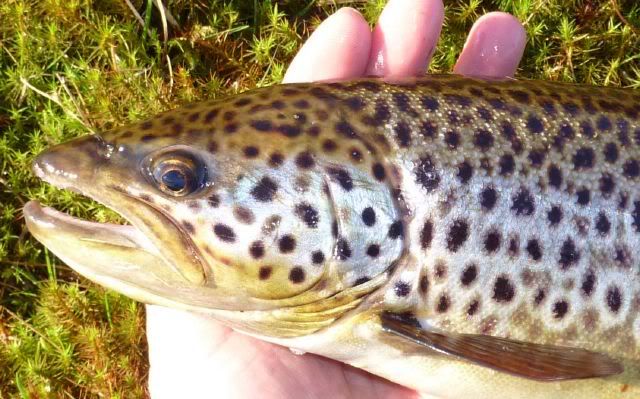 fishinscotland,shetland,brown trout,fishing,flyfishing,scotland
