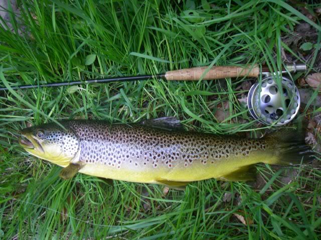fishinscotland,fishing,scotland,brown trout,fly fishing