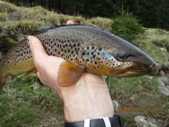 fishinscotland,Joe,Trout,Fly fishing,Scotland