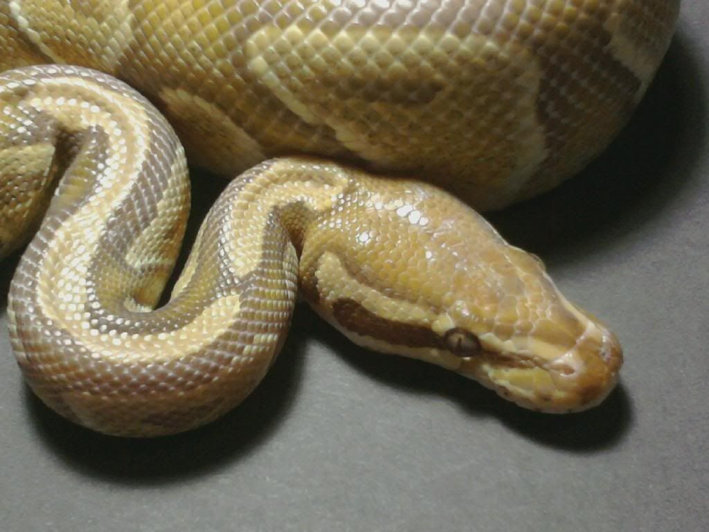 Python Eyes