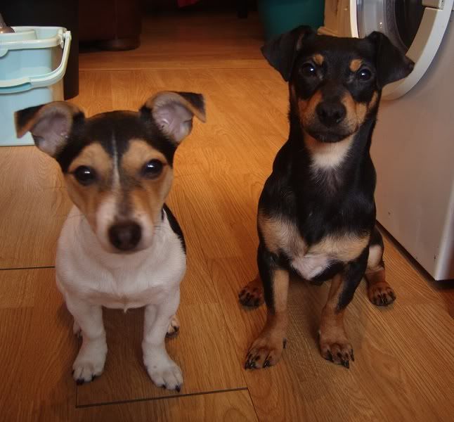 black and tan jack russell. both my Jack Russells together