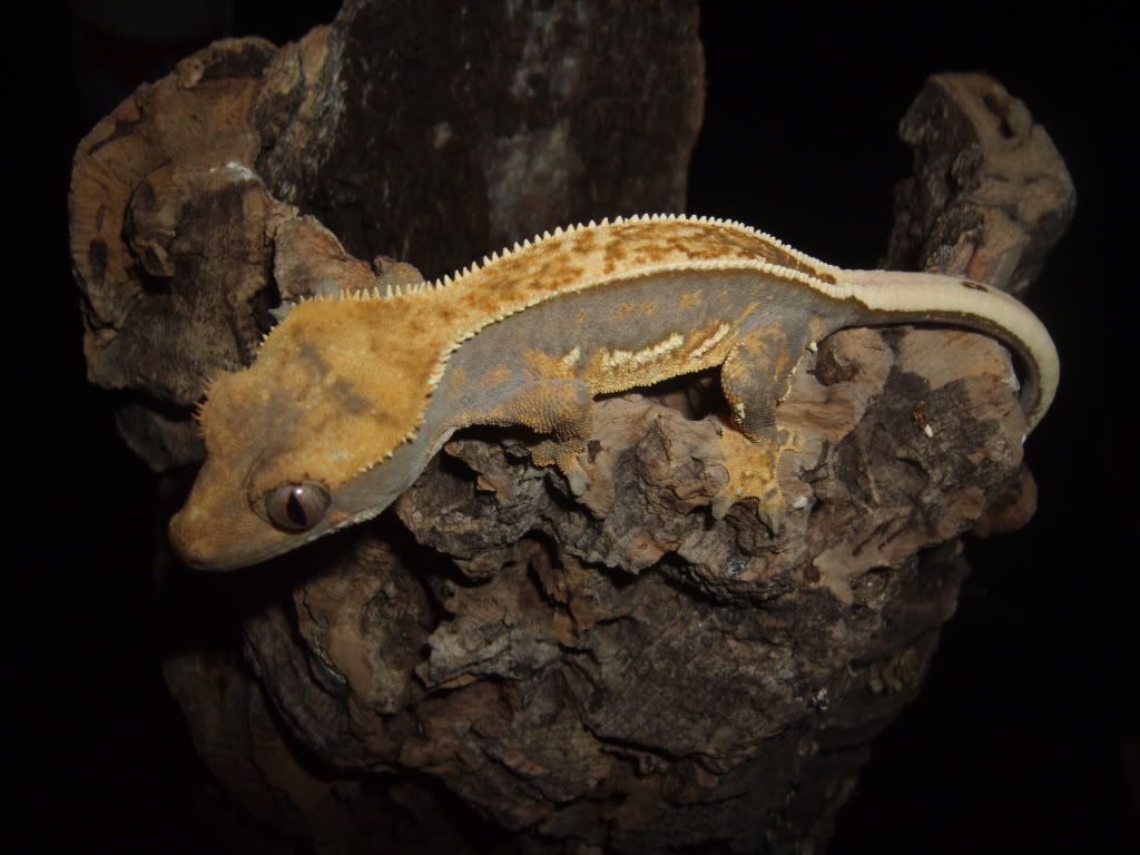 NW England Crested gec...