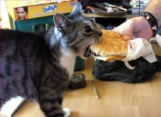  photo cat-eats-cheeseburger-nom-burger-1271980409a_zps23f0f8e5.jpg