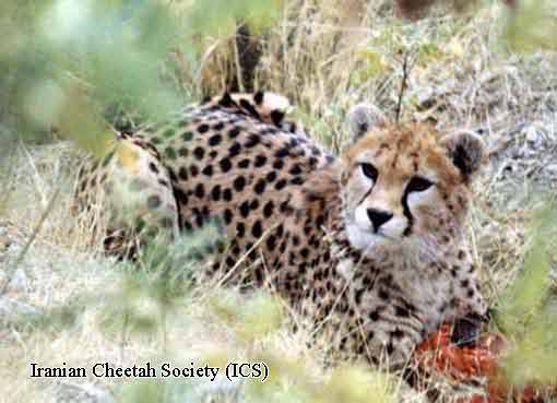 http://i1000.photobucket.com/albums/af130/LLourenco92/Asiatic%20cheetah/12.jpg