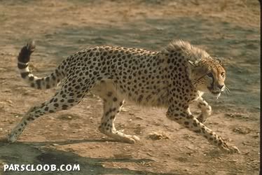 http://i1000.photobucket.com/albums/af130/LLourenco92/Asiatic%20cheetah/40190Cheetah6085.jpg