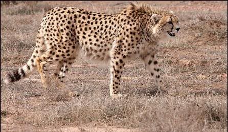 http://i1000.photobucket.com/albums/af130/LLourenco92/Asiatic%20cheetah/IMAGE634249022654218750.jpg