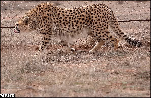 http://i1000.photobucket.com/albums/af130/LLourenco92/Asiatic%20cheetah/Iranian-Cheetah4.jpg