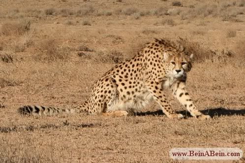 http://i1000.photobucket.com/albums/af130/LLourenco92/Asiatic%20cheetah/MGaeini_Miandasht25.jpg