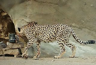 http://i1000.photobucket.com/albums/af130/LLourenco92/Asiatic%20cheetah/irani-leopard.jpg