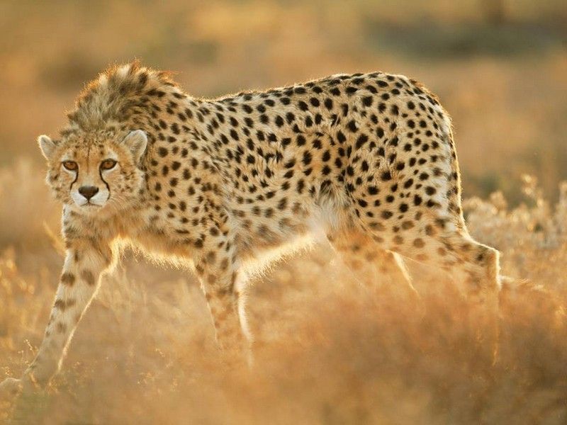 the asiatic cheetah - essay the asiatic cheetah - essay