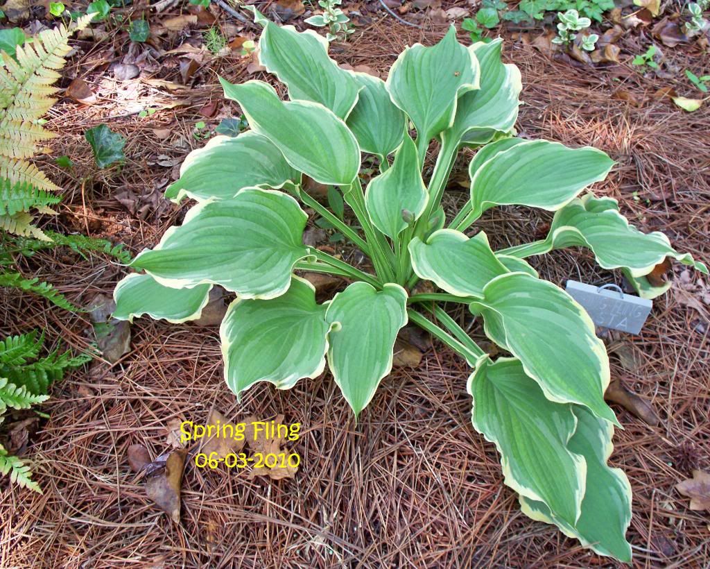 Hosta Alphabet S's