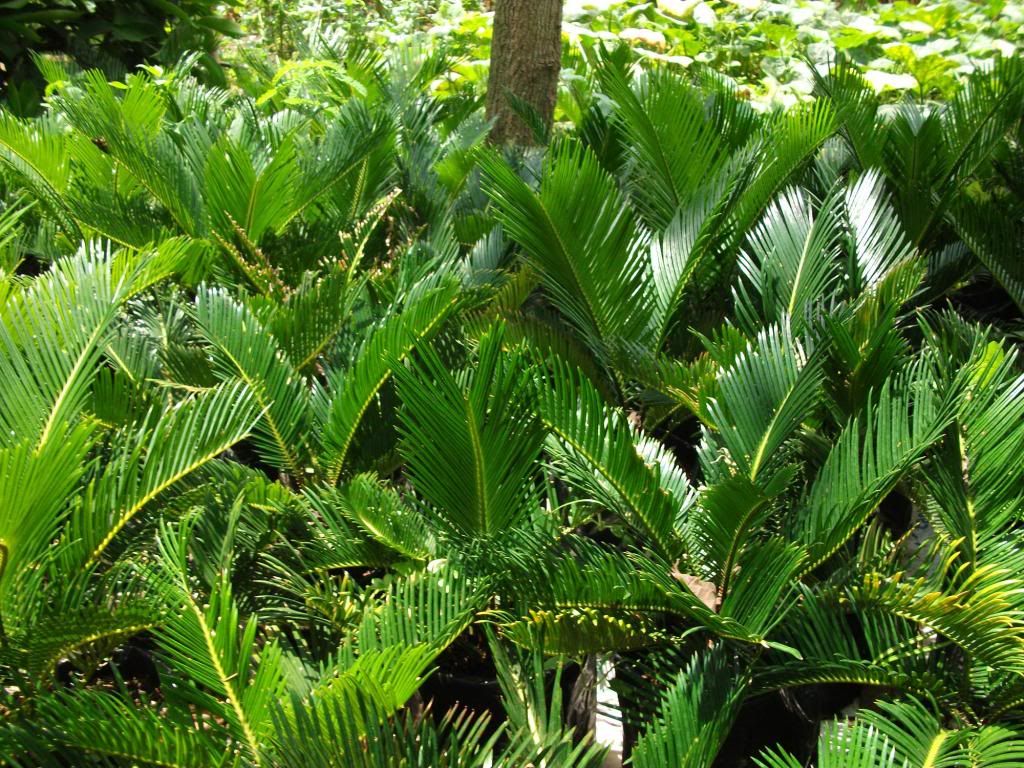 Đất trồng cây thiên tuế